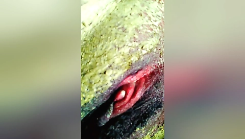 Indian woman's pussy gets filled and catted from behind iced on cam